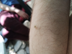 Salticidae