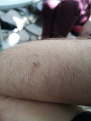 Salticidae