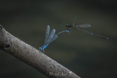 Pseudagrion microcephalum