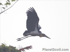 Leptoptilos javanicus