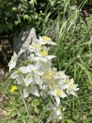 Thalictrum tuberosum
