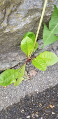 Taraxacum officinale