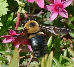 Xylocopa virginica texana
