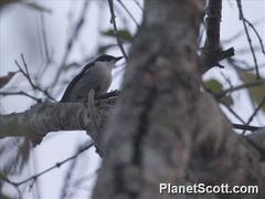 Ficedula westermanni