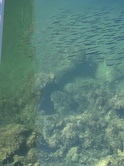 Atherinops affinis