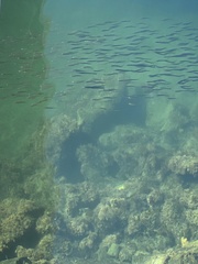 Atherinops affinis