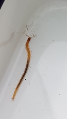 Geophilidae