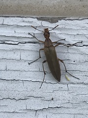 Cephaloon lepturides