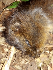 Cavia aperea aperea