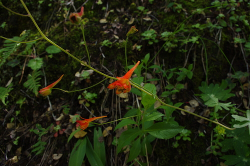 iNaturalist observation photo of Red larkspur
