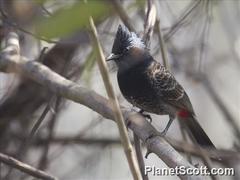 Pycnonotus cafer