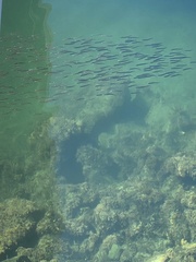 Atherinops affinis