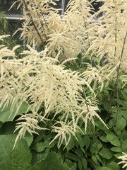 Aruncus