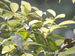 Phylloscopus ricketti