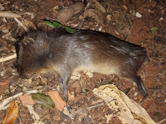 Cavia aperea aperea