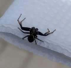 Xysticus