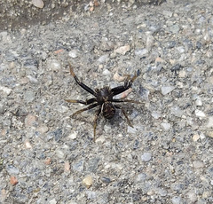 Xysticus