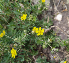 Potentilla argentea