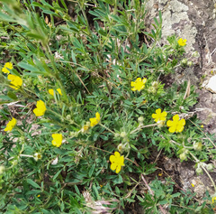 Potentilla argentea