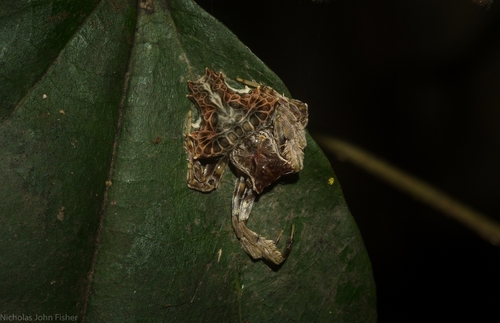 Winged Arkys (Arkys alatus) · iNaturalist