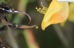 Bombus koreanus