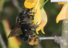 Bombus koreanus