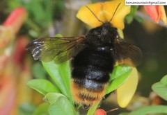 Bombus koreanus