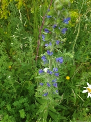 Echium vulgare