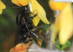 Bombus koreanus