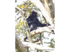 Semnopithecus johnii
