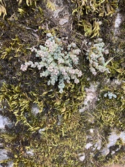 Sedum dasyphyllum