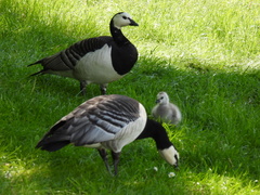 Branta leucopsis