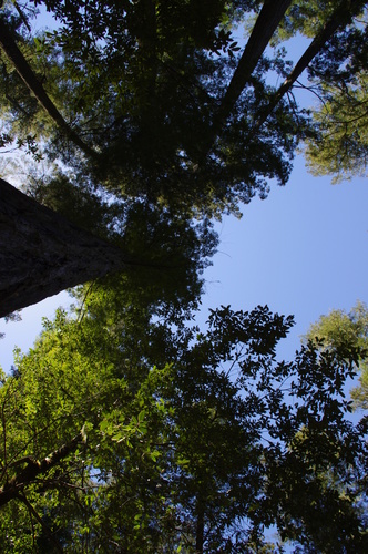 iNaturalist observation photo of coast redwood