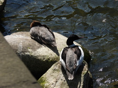 Mergus merganser