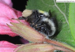 Bombus ganjsuensis