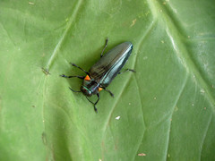 Belionota prasina