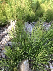 Equisetum arvense image