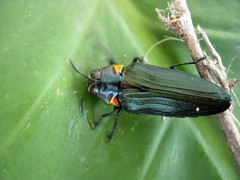 Belionota prasina