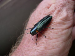 Belionota prasina