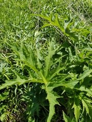 Napaea dioica