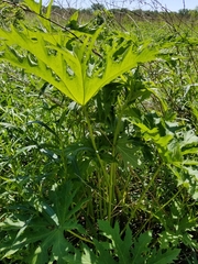 Napaea dioica