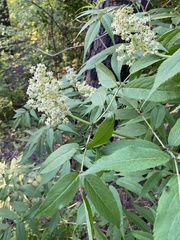 Sambucus sibirica