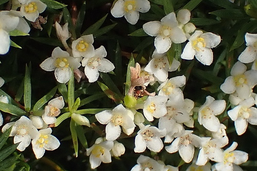 Image of Lachnaea diosmoides by no rights reserved