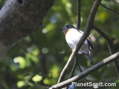 Cyornis tickelliae