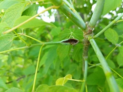 Proteoteras willingana