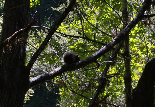 iNaturalist observation photo of Douglas's Squirrel