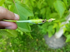 Proteoteras willingana