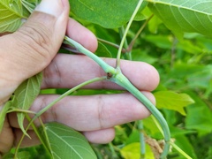 Proteoteras willingana