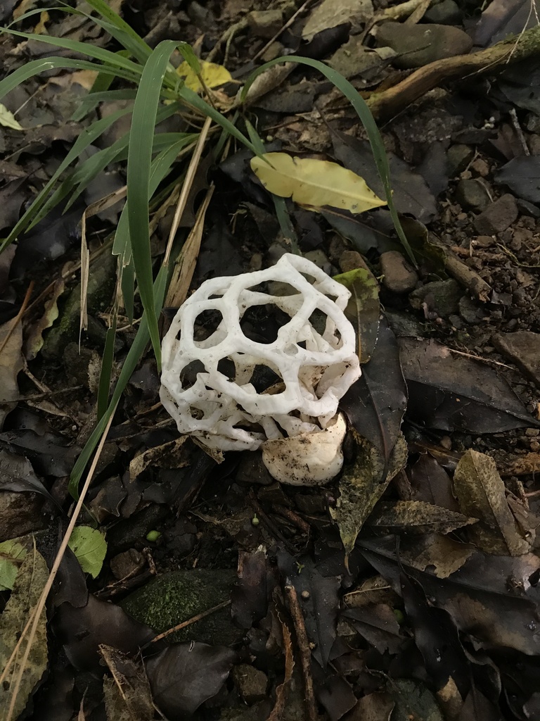 white basket fungus from Wainuiomata Recreation Area, Wainuiomata
