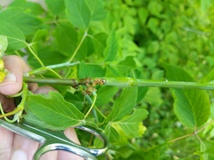 Proteoteras willingana